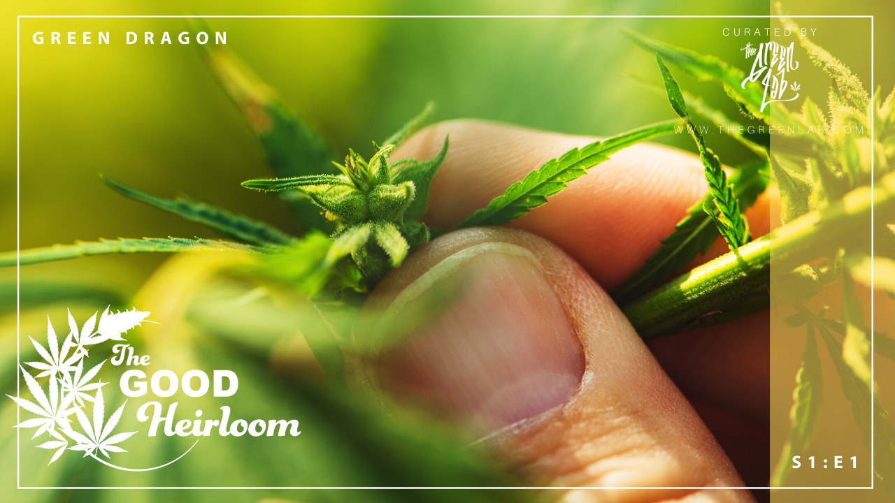 The Good Heirloom // Green Dragon Cannabis Co. High Times