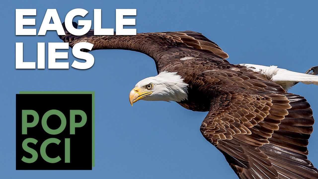 The Truth About Bald Eagles | ZINIO TV - Unlimited Videos from Your ...