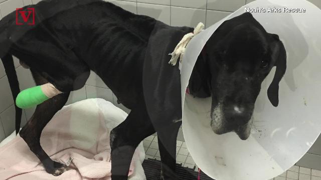 Owners Charged After Starved Great Dane Gnawed Off His Own Foot To Survive Veuer