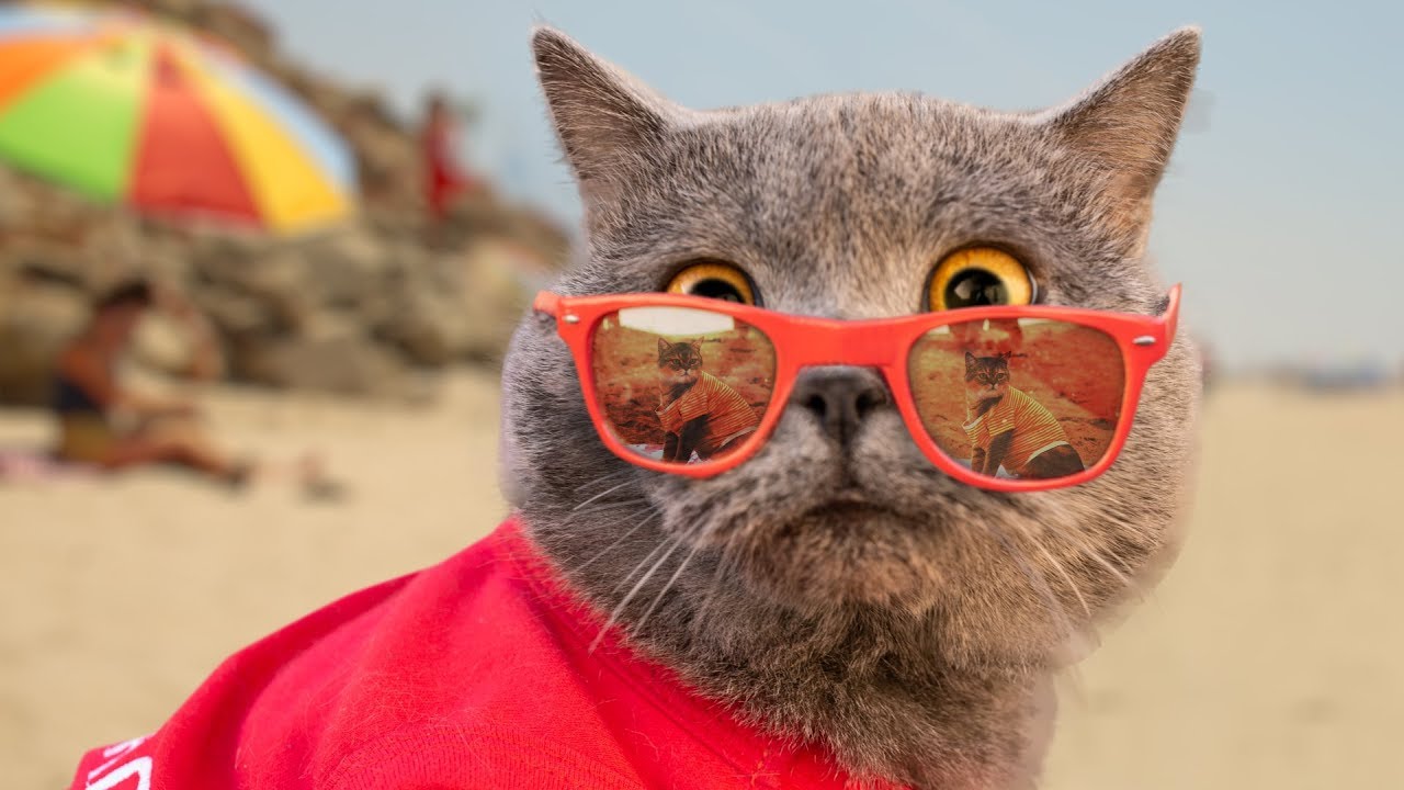 Котенок майкл